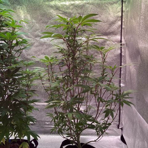 Nuken growlog photo: Before and after last defoliation on the double topped.