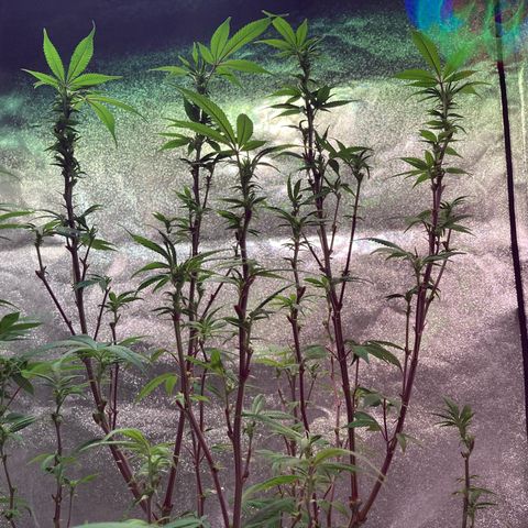 Nuken growlog photo: Before and after last defoliation on the double topped.