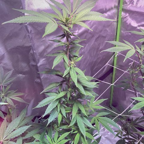 Nuken growlog photo: Plants look like they’re recovering fine since the defoliation.  Mid week 3 in flower. Plants have stopped the last growth spurt.