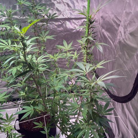 Nuken growlog photo: Plants look like they’re recovering fine since the defoliation.  Mid week 3 in flower. Plants have stopped the last growth spurt.