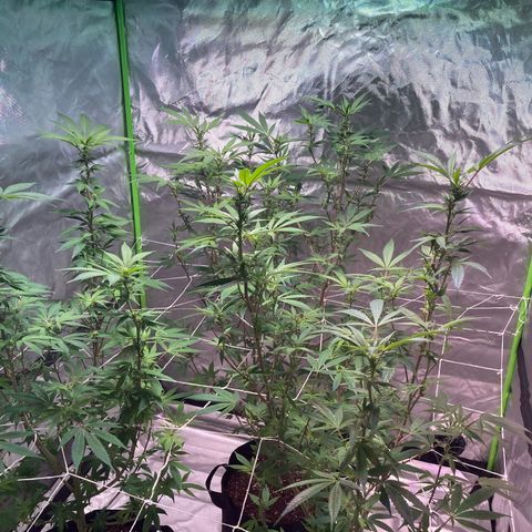 Nuken growlog photo: Plants look like they’re recovering fine since the defoliation.  Mid week 3 in flower. Plants have stopped the last growth spurt.