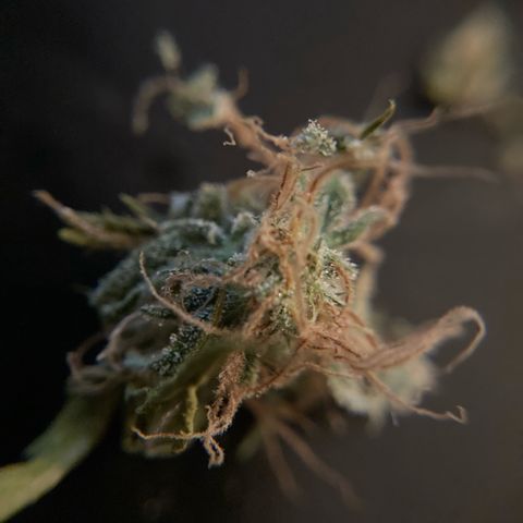 GSC x Jack Herer growlog photo: After 1 week of curing I had to sample some trim.  ✂️😎.   
Perfect dryness.  Very happy with that.  Good flavour, smooth, burnt nicely, clean ash.  Can’t wait until this has been cured for a couple of months.  