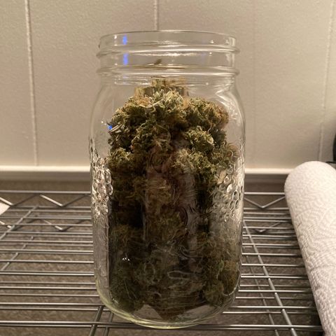 GSC x Jack Herer growlog photo: After 1 week of curing I had to sample some trim.  ✂️😎.   
Perfect dryness.  Very happy with that.  Good flavour, smooth, burnt nicely, clean ash.  Can’t wait until this has been cured for a couple of months.  