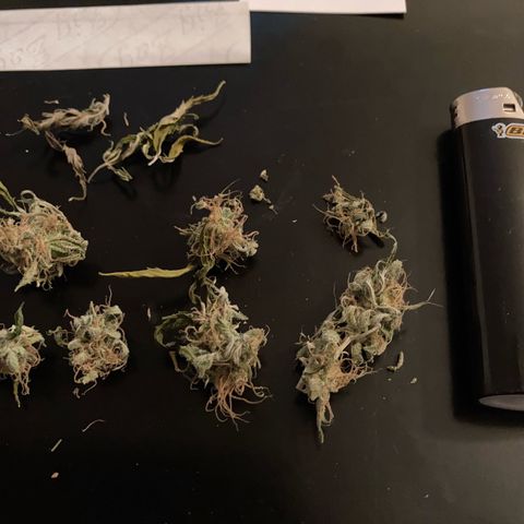 GSC x Jack Herer growlog photo: After 1 week of curing I had to sample some trim.  ✂️😎.   
Perfect dryness.  Very happy with that.  Good flavour, smooth, burnt nicely, clean ash.  Can’t wait until this has been cured for a couple of months.  