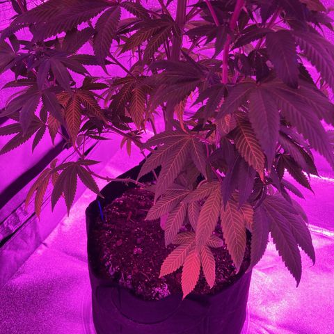 Nuken growlog photo: Adding additional micro nutrients to provide additional nitrogen.