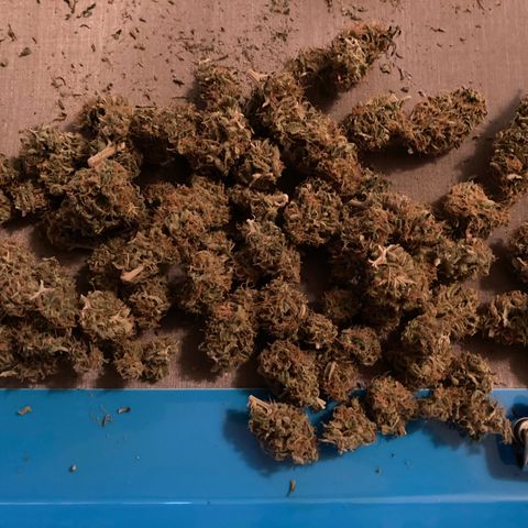 GSC x Jack Herer growlog photo: End of week 2 in curing.  Took the cured trim and made some milled pre-roll material.  Buds looking good.