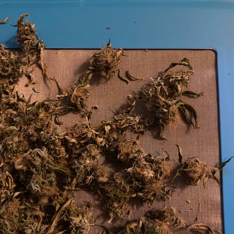 GSC x Jack Herer growlog photo: End of week 2 in curing.  Took the cured trim and made some milled pre-roll material.  Buds looking good.