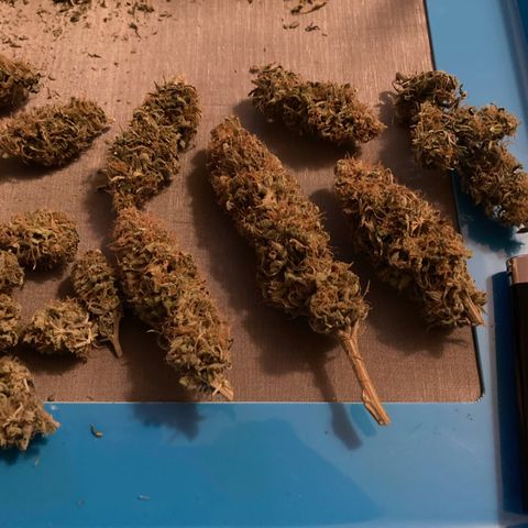 GSC x Jack Herer growlog photo: End of week 2 in curing.  Took the cured trim and made some milled pre-roll material.  Buds looking good.