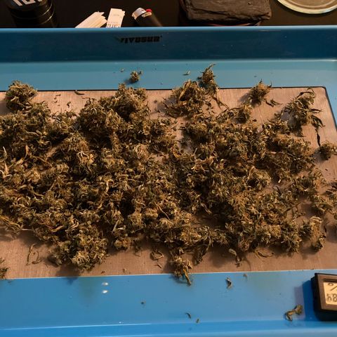 GSC x Jack Herer growlog photo: End of week 2 in curing.  Took the cured trim and made some milled pre-roll material.  Buds looking good.