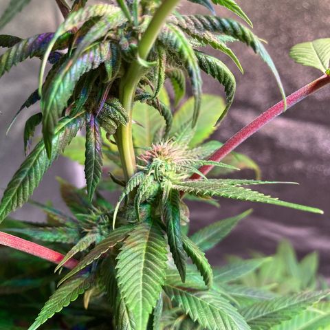 Nuken growlog photo: Mid week 4.  Nodes are all starting to fill in nicely.