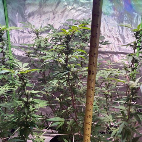 Nuken growlog photo: Mid week 4.  Nodes are all starting to fill in nicely.