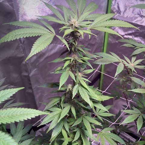 Nuken growlog photo: Mid week 4.  Nodes are all starting to fill in nicely.