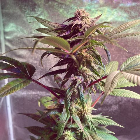 Nuken growlog timeline photo