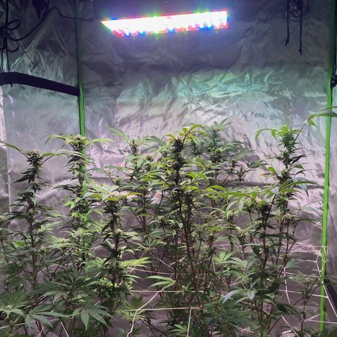 Nuken growlog timeline photo