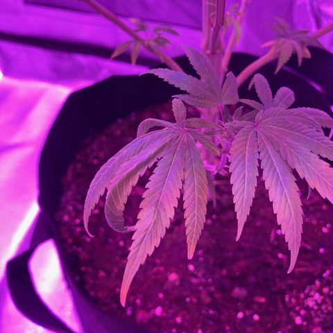 Nuken growlog photo: Showing minor calcium deficiency.  Have added calmag to the feeding cycle due to using RO.