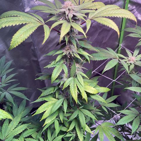 Nuken growlog photo: Showing minor calcium deficiency.  Have added calmag to the feeding cycle due to using RO.