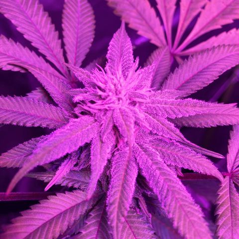 Nuken growlog photo: Showing minor calcium deficiency.  Have added calmag to the feeding cycle due to using RO.