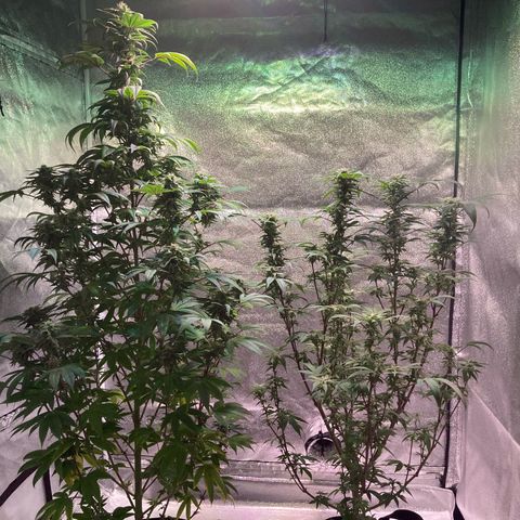 Nuken growlog photo: Beginning of week 7