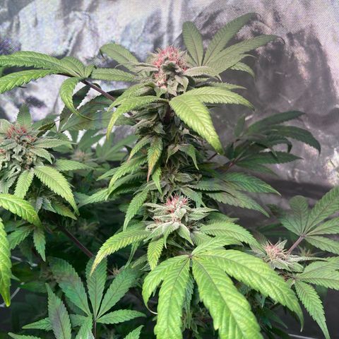 Nuken growlog photo: Beginning of week 7
