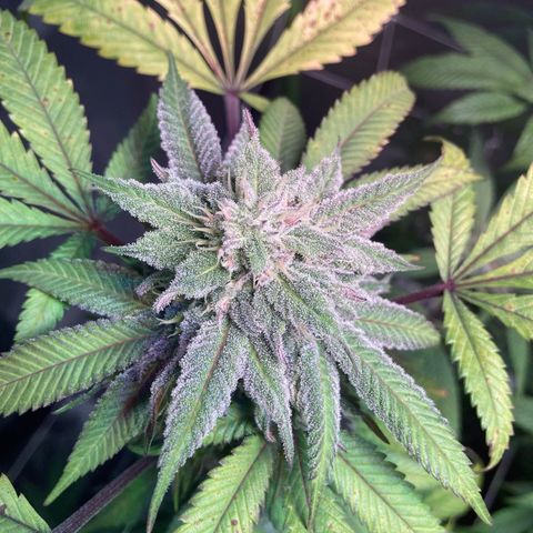 Nuken growlog photo: Beginning of week 7