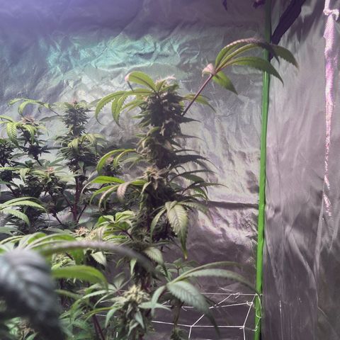 Nuken growlog photo: Beginning of week 7