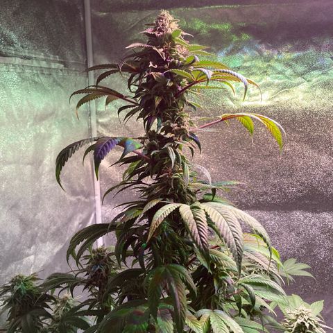Nuken growlog photo: Start of week 8, day 51.
