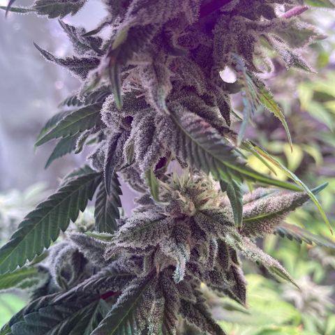 Nuken growlog photo: Start of week 8, day 51.