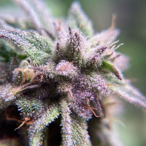 Nuken growlog photo: Start of week 8, day 51.