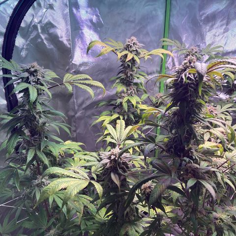 Nuken growlog photo: Start of week 8, day 51.