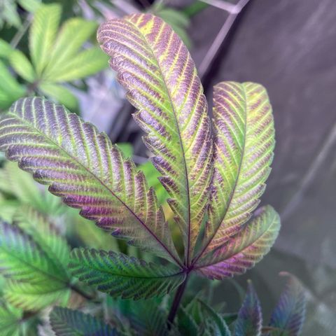 Nuken growlog photo: Day 54.  Neat purple hues coming in on a couple of the plants.