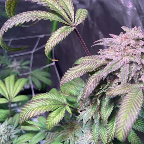 Nuken growlog photo: Day 54.  Neat purple hues coming in on a couple of the plants.