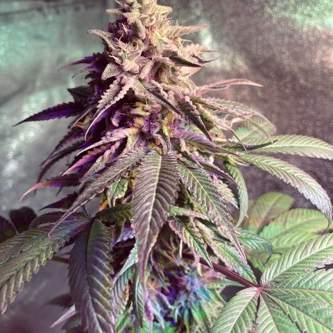 Nuken growlog photo: Day 54.  Neat purple hues coming in on a couple of the plants.