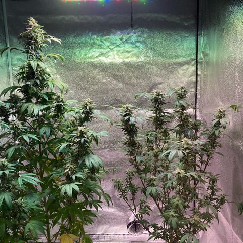 Nuken growlog photo: Just before full flush on the double topped.  
Calcium deficiency locked out the roots.  Flushed the roots, will let it dry, and then do a water and feeding.