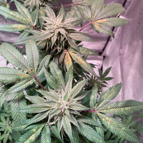 Nuken growlog photo: Just before full flush on the double topped.  
Calcium deficiency locked out the roots.  Flushed the roots, will let it dry, and then do a water and feeding.