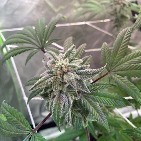 Nuken growlog photo: Beginning of week 10.  Still another 2 weeks. Single topped are starting to lean a little.  May need to get some string up for support.