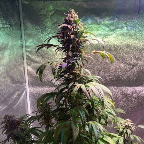 Nuken growlog photo: Beginning of week 10.  Still another 2 weeks. Single topped are starting to lean a little.  May need to get some string up for support.