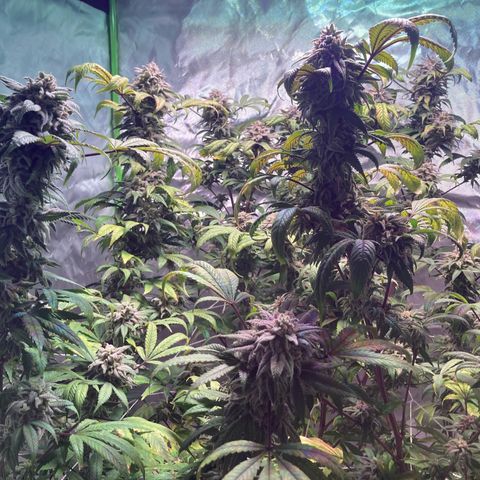 Nuken growlog photo: Beginning of week 10.  Still another 2 weeks. Single topped are starting to lean a little.  May need to get some string up for support.