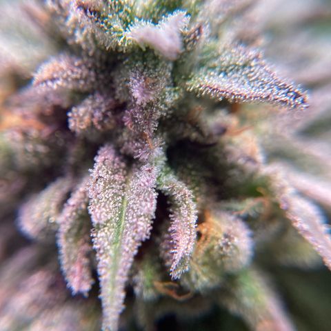Nuken growlog photo: Beginning of week 10.  Still another 2 weeks. Single topped are starting to lean a little.  May need to get some string up for support.