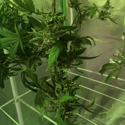 Nuken growlog photo: Had to trim it for some broken stems at the back of the tent today.  They’re actually ready based on the macro shot, but still need to flush.  Supporting the bud sites with bamboo stake, nylon string wrapped loosely around and heavy colas supported with some top lines.