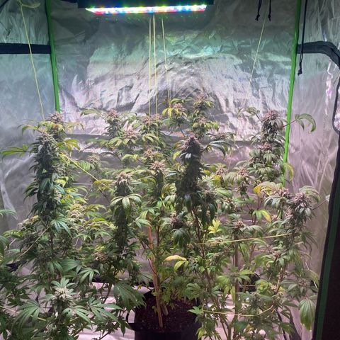 Nuken growlog photo: Had to trim it for some broken stems at the back of the tent today.  They’re actually ready based on the macro shot, but still need to flush.  Supporting the bud sites with bamboo stake, nylon string wrapped loosely around and heavy colas supported with some top lines.