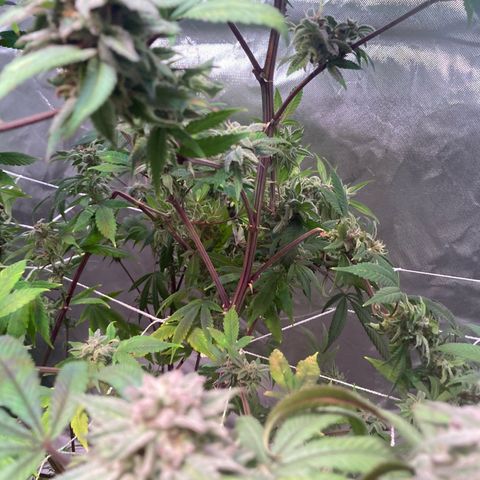 Nuken growlog photo: Had to trim it for some broken stems at the back of the tent today.  They’re actually ready based on the macro shot, but still need to flush.  Supporting the bud sites with bamboo stake, nylon string wrapped loosely around and heavy colas supported with some top lines.