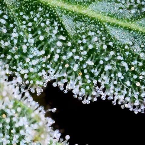 Nuken growlog photo: Had to trim it for some broken stems at the back of the tent today.  They’re actually ready based on the macro shot, but still need to flush.  Supporting the bud sites with bamboo stake, nylon string wrapped loosely around and heavy colas supported with some top lines.