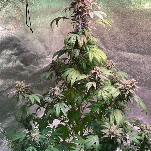 Nuken growlog photo: End of week 10, day 77.  1 to 2 weeks left.