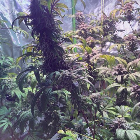 Nuken growlog photo: End of week 10, day 77.  1 to 2 weeks left.