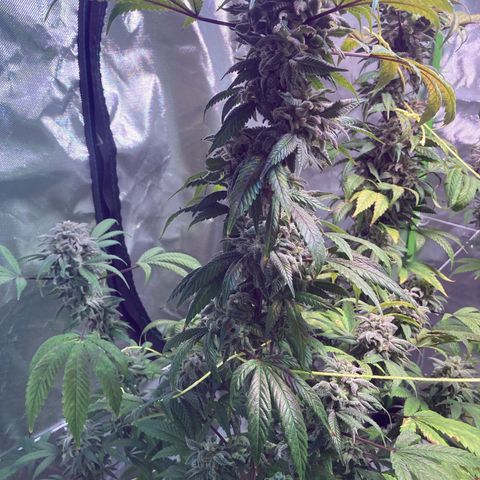 Nuken growlog photo: End of week 10, day 77.  1 to 2 weeks left.