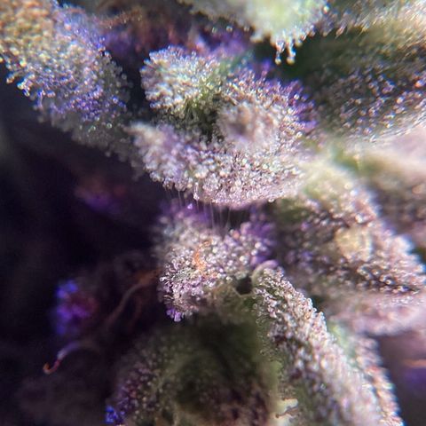 Nuken growlog photo: End of week 10, day 77.  1 to 2 weeks left.
