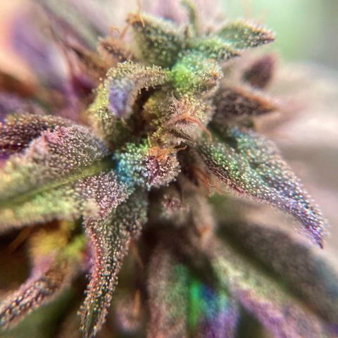 Nuken growlog photo: End of week 11.  Harvesting this Canada Day long weekend.