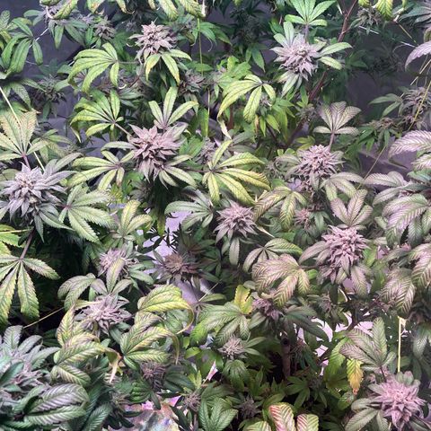 Nuken growlog photo: End of week 11.  Harvesting this Canada Day long weekend.