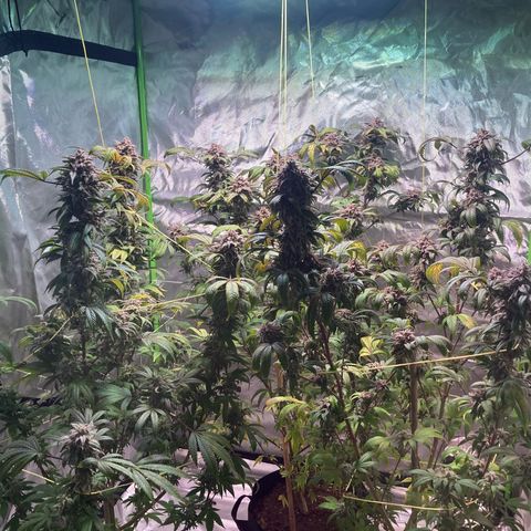 Nuken growlog photo: End of week 11.  Harvesting this Canada Day long weekend.