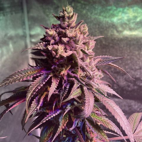 Nuken growlog photo: End of week 11.  Harvesting this Canada Day long weekend.